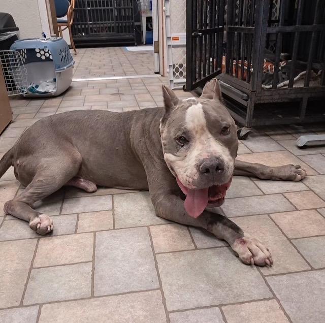 Enlarge Brutus CL, a Adoptable Pit Bull Terrier in Kansas City, MO image 4/4