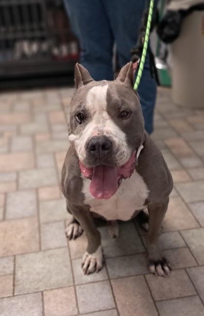 Enlarge Brutus CL, a Adoptable Pit Bull Terrier in Kansas City, MO image 1/4