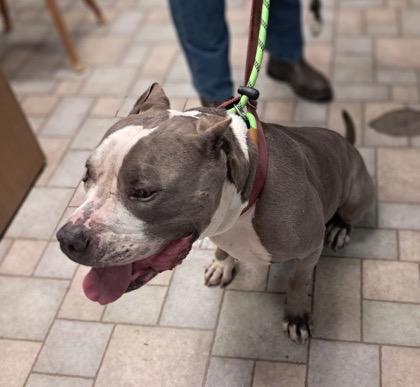 Enlarge Brutus CL, a Adoptable Pit Bull Terrier in Kansas City, MO image 3/4