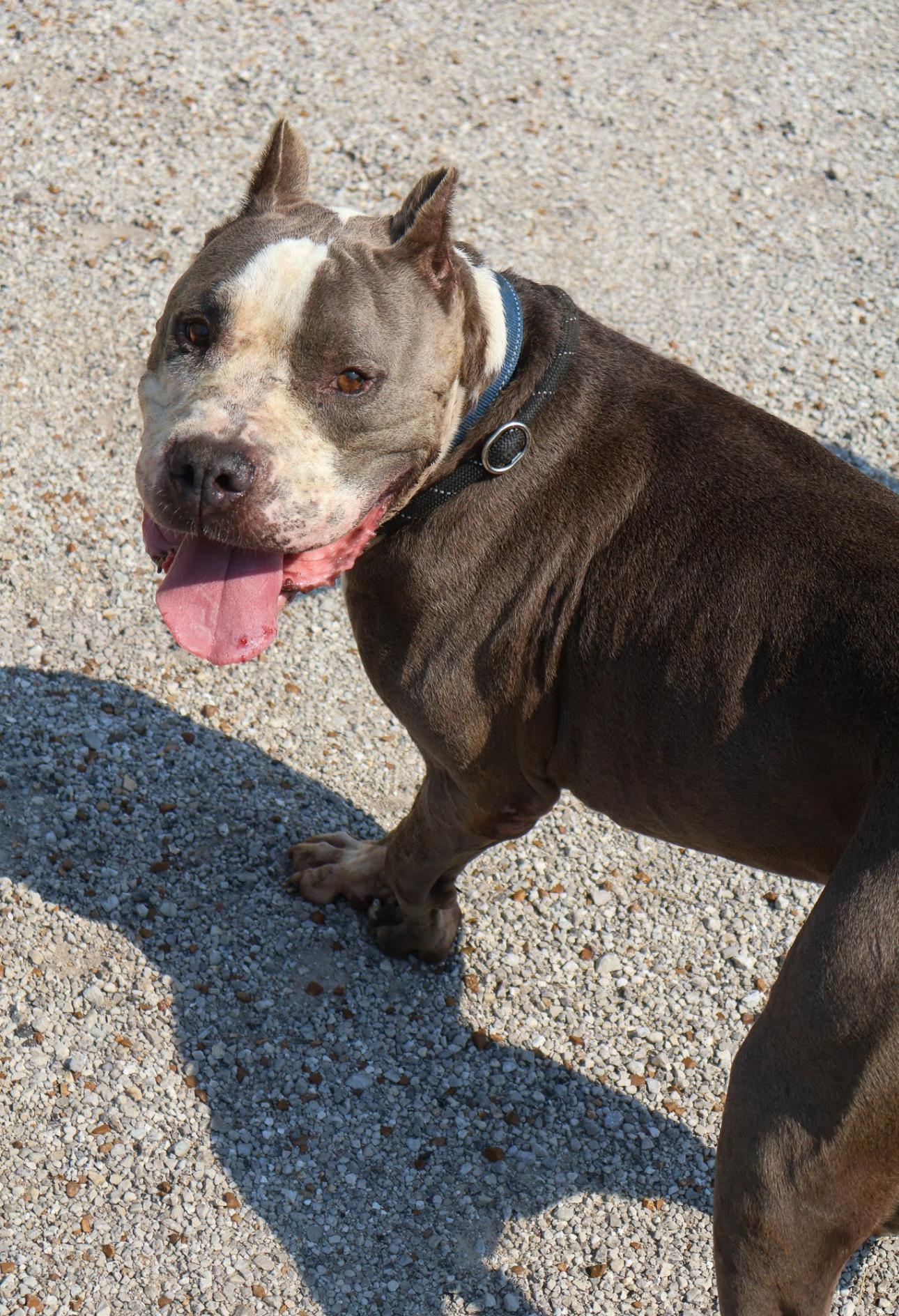 Enlarge Brutus CL, a Adoptable Pit Bull Terrier in Kansas City, MO image 2/4