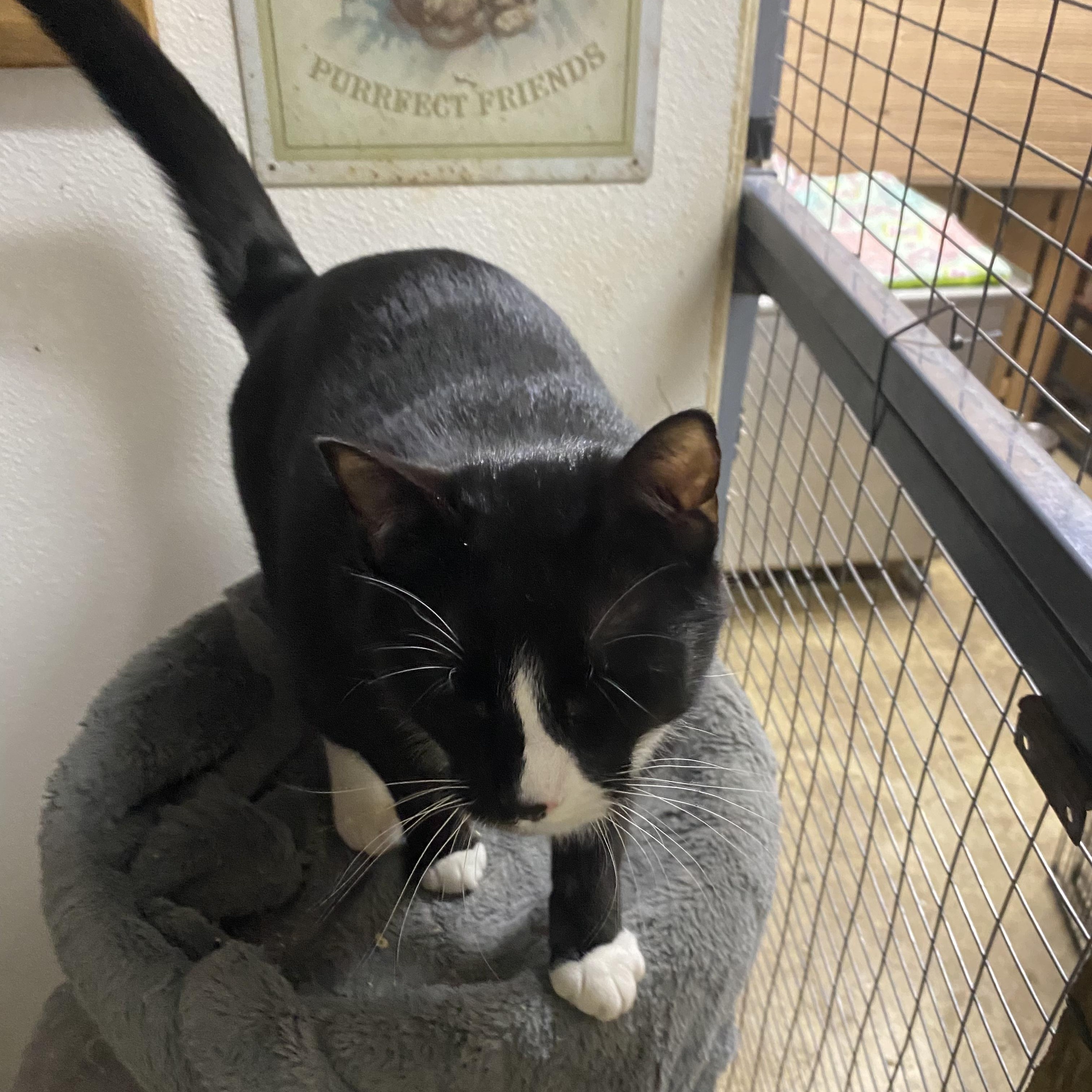 Enlarge Lofty, a Adoptable mixed breed in Stanwood, WA image 3/4