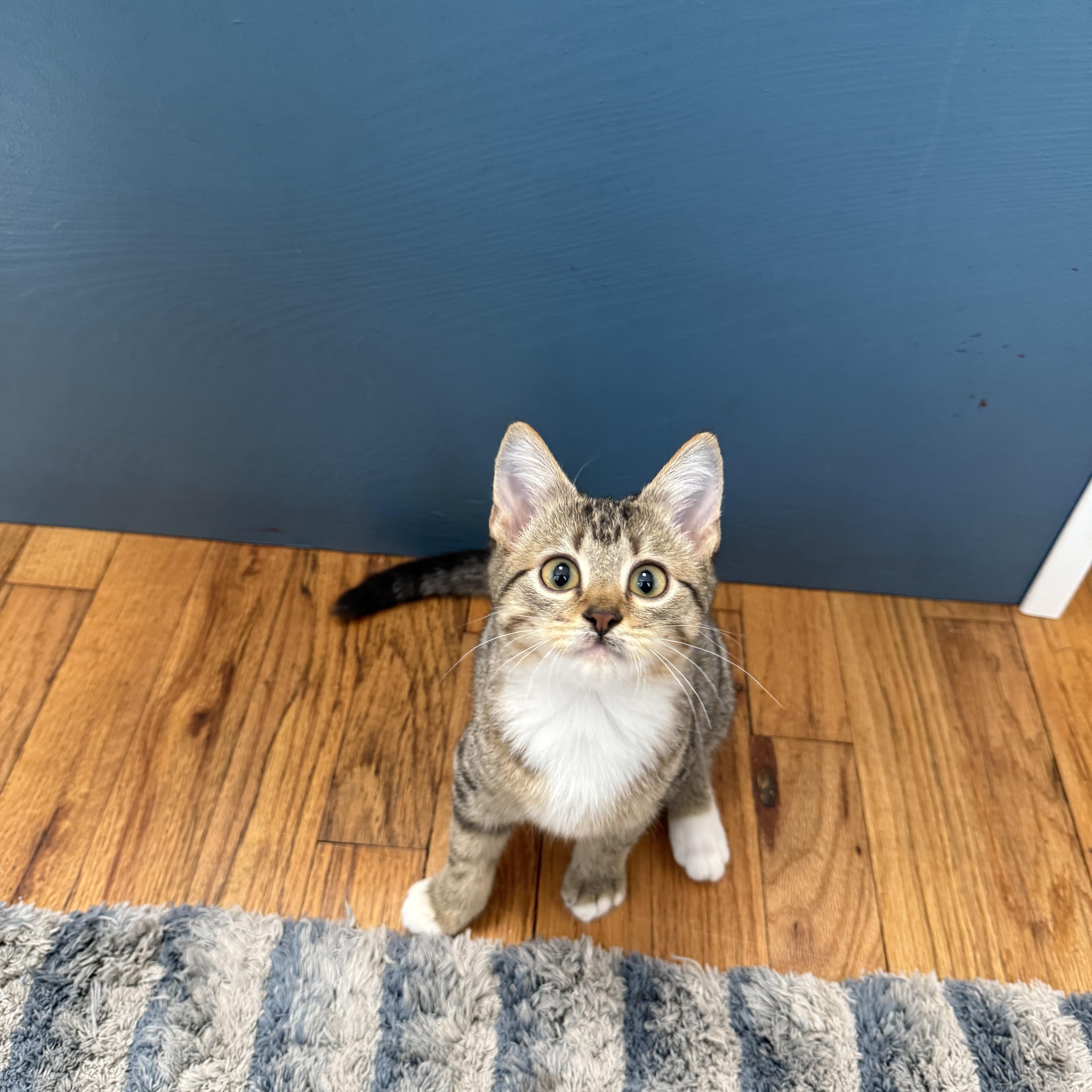 Enlarge Chestnut, a Adopted Domestic Short Hair in Austin, TX image 1/3