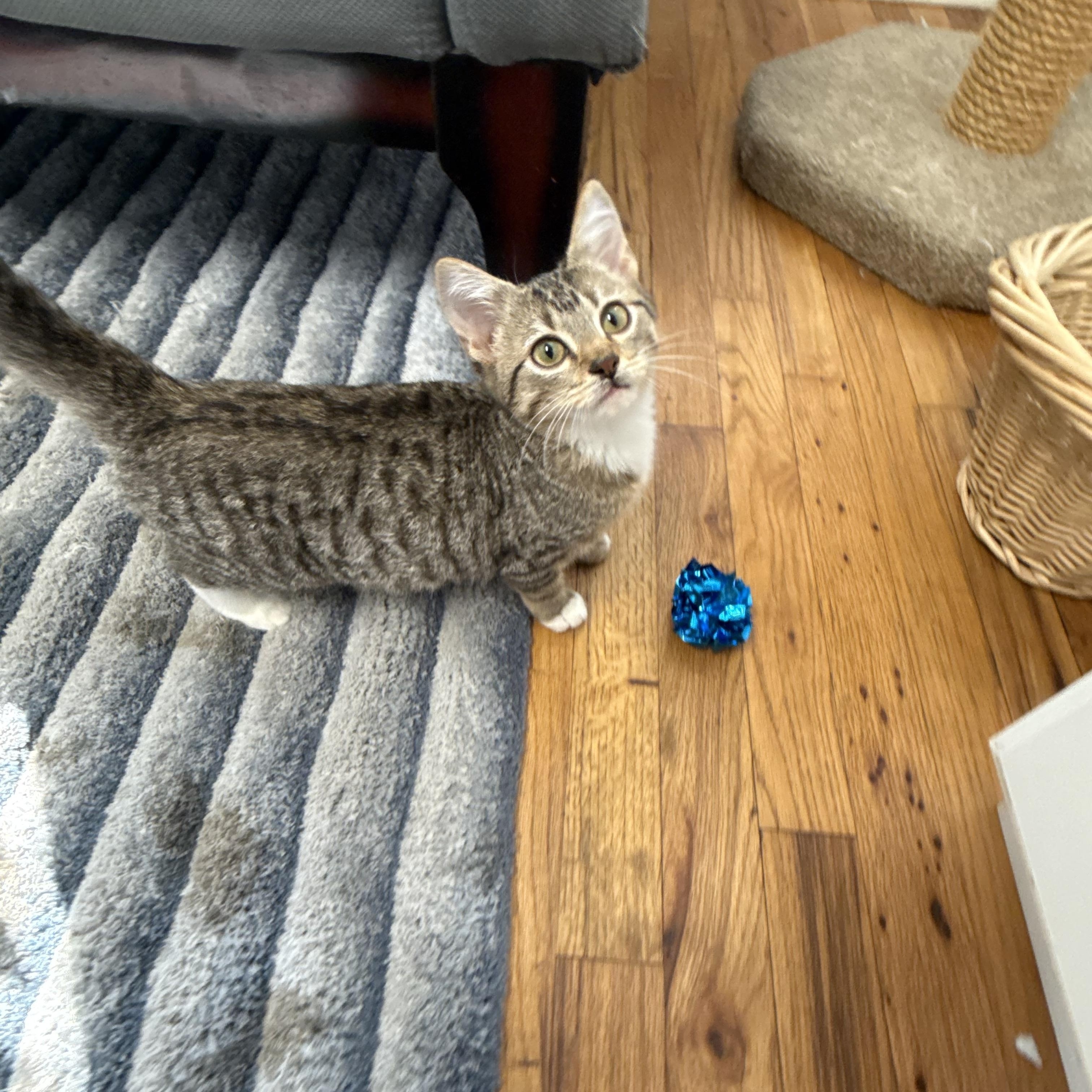 Enlarge Chestnut, a Adopted Domestic Short Hair in Austin, TX image 2/3