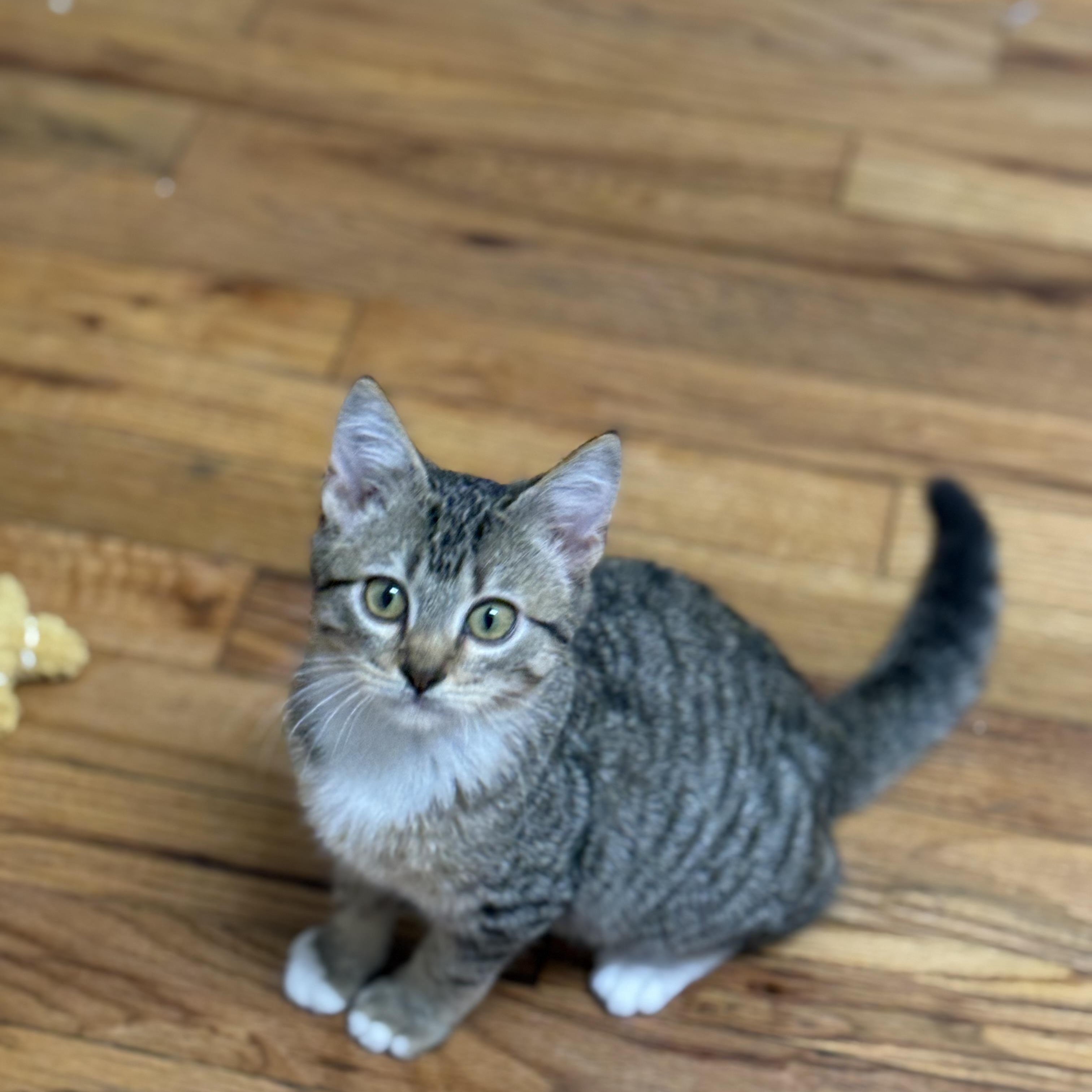 Enlarge Chestnut, a Adopted Domestic Short Hair in Austin, TX image 3/3