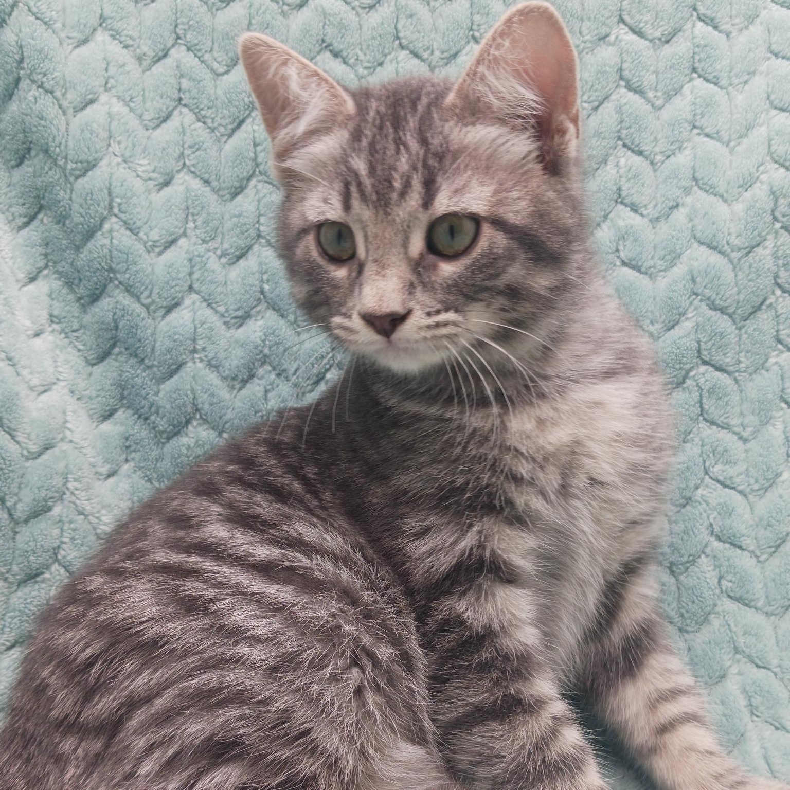 Crumpet, Baby Male Domestic Short Hair