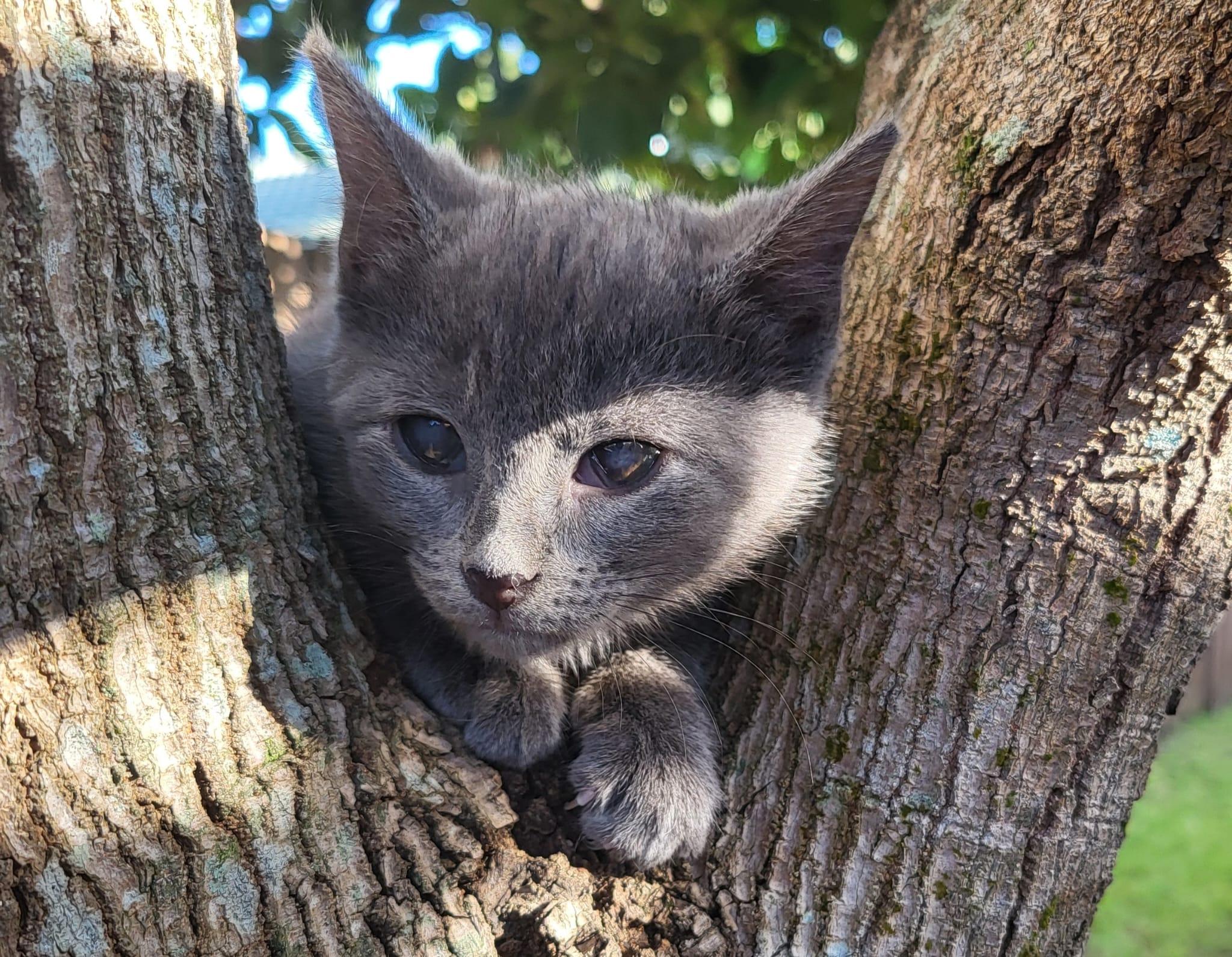 Enlarge Dolly, a Adoptable Domestic Short Hair in Sunrise, FL image 4/4