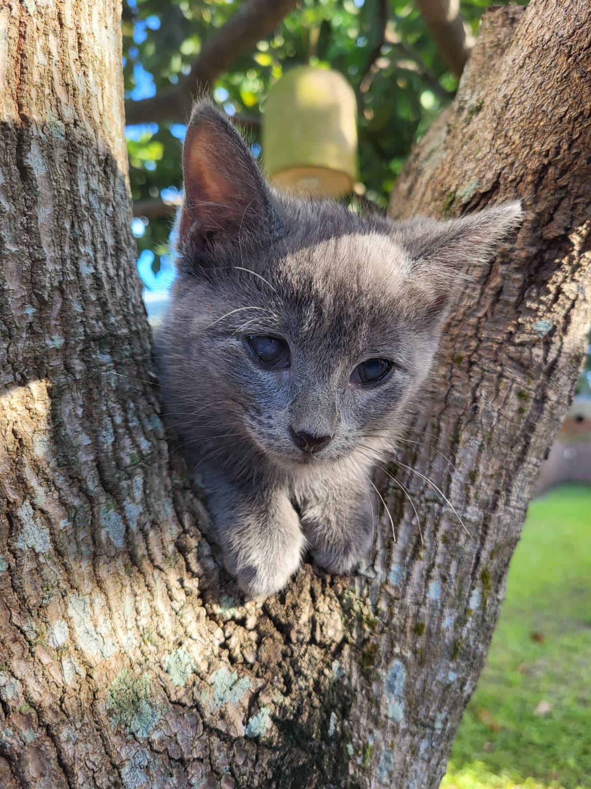 Enlarge Dolly, a Adoptable Domestic Short Hair in Sunrise, FL image 3/4