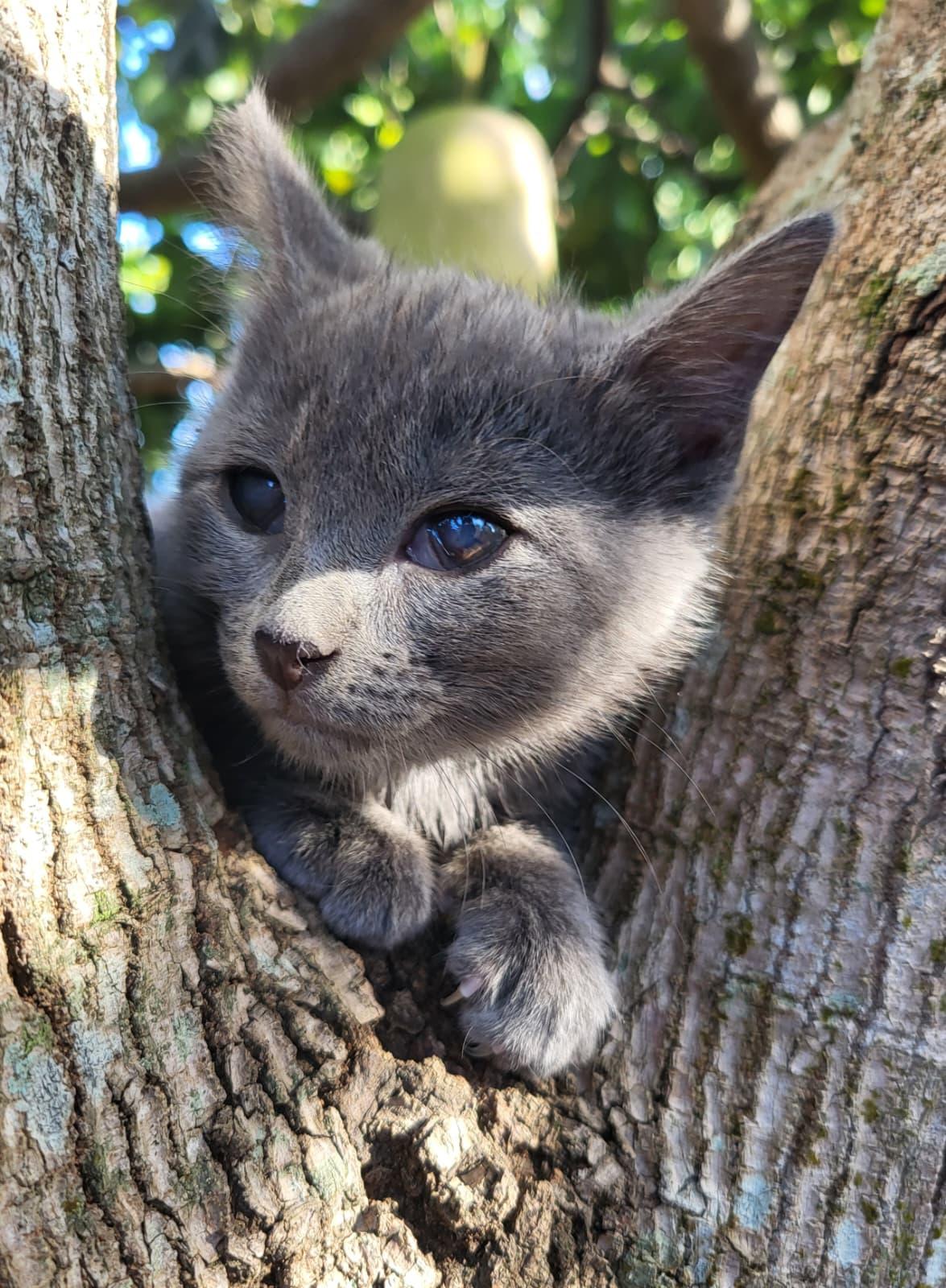 Dolly, Adoptable, Kitten Female Domestic Short Hair.