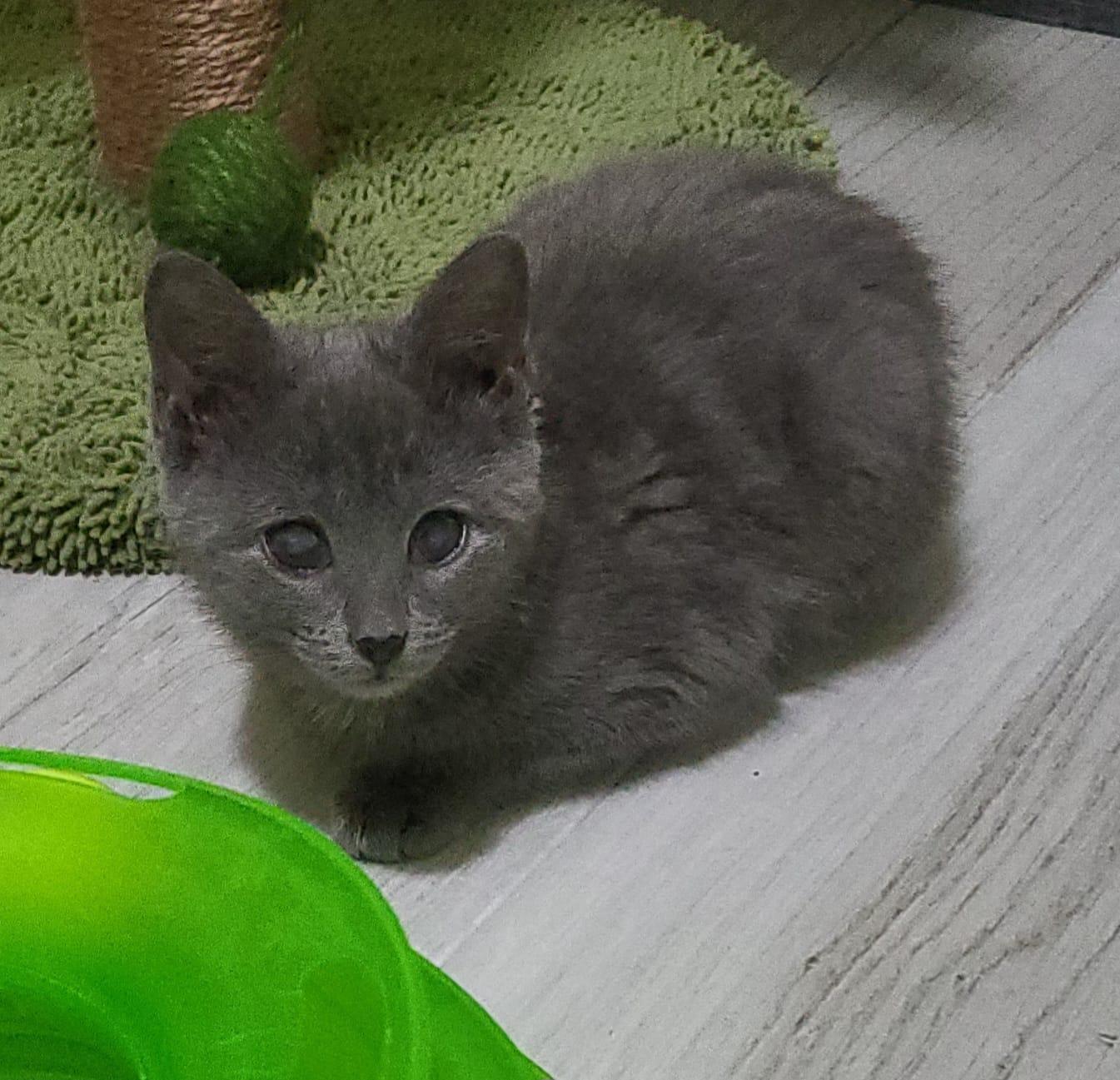Enlarge Dolly, a Adoptable Domestic Short Hair in Sunrise, FL image 2/4