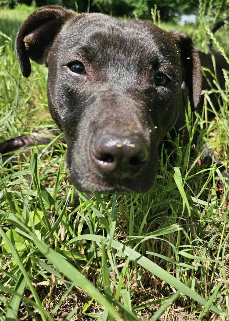 Meeka, a Adoptable mixed breed in Huntsville, AL image 3/6