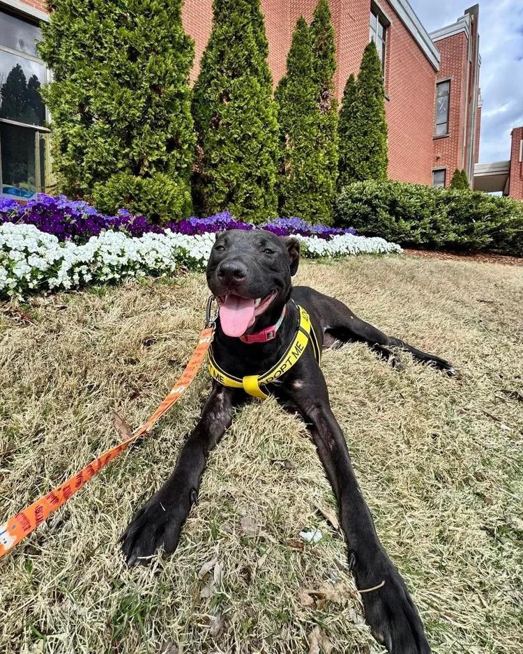 Meeka, a Adoptable mixed breed in Huntsville, AL image 2/6