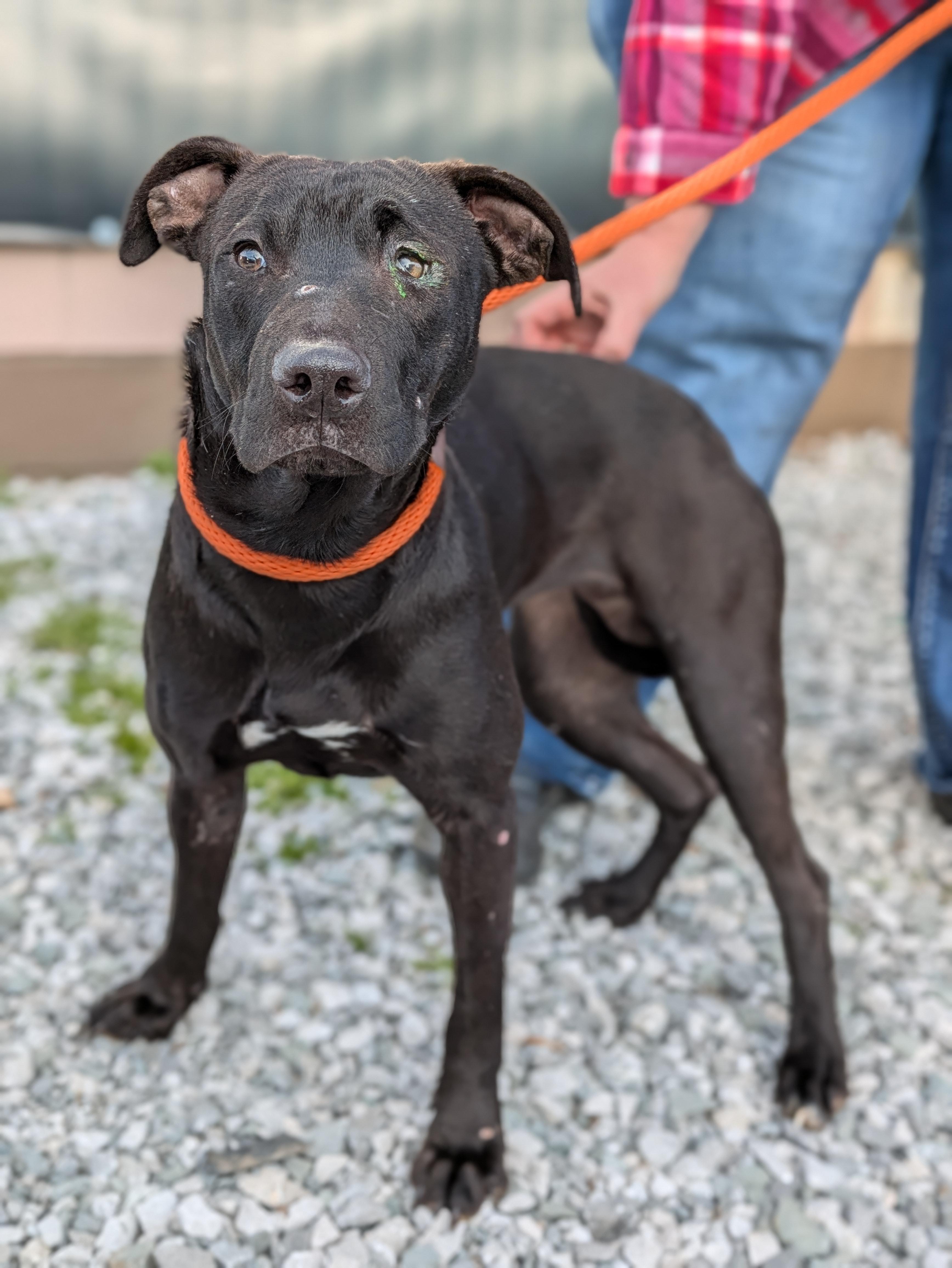 Enlarge Meeka, a ADOPTABLE Mixed Breed in Huntsville, AL image 1/3