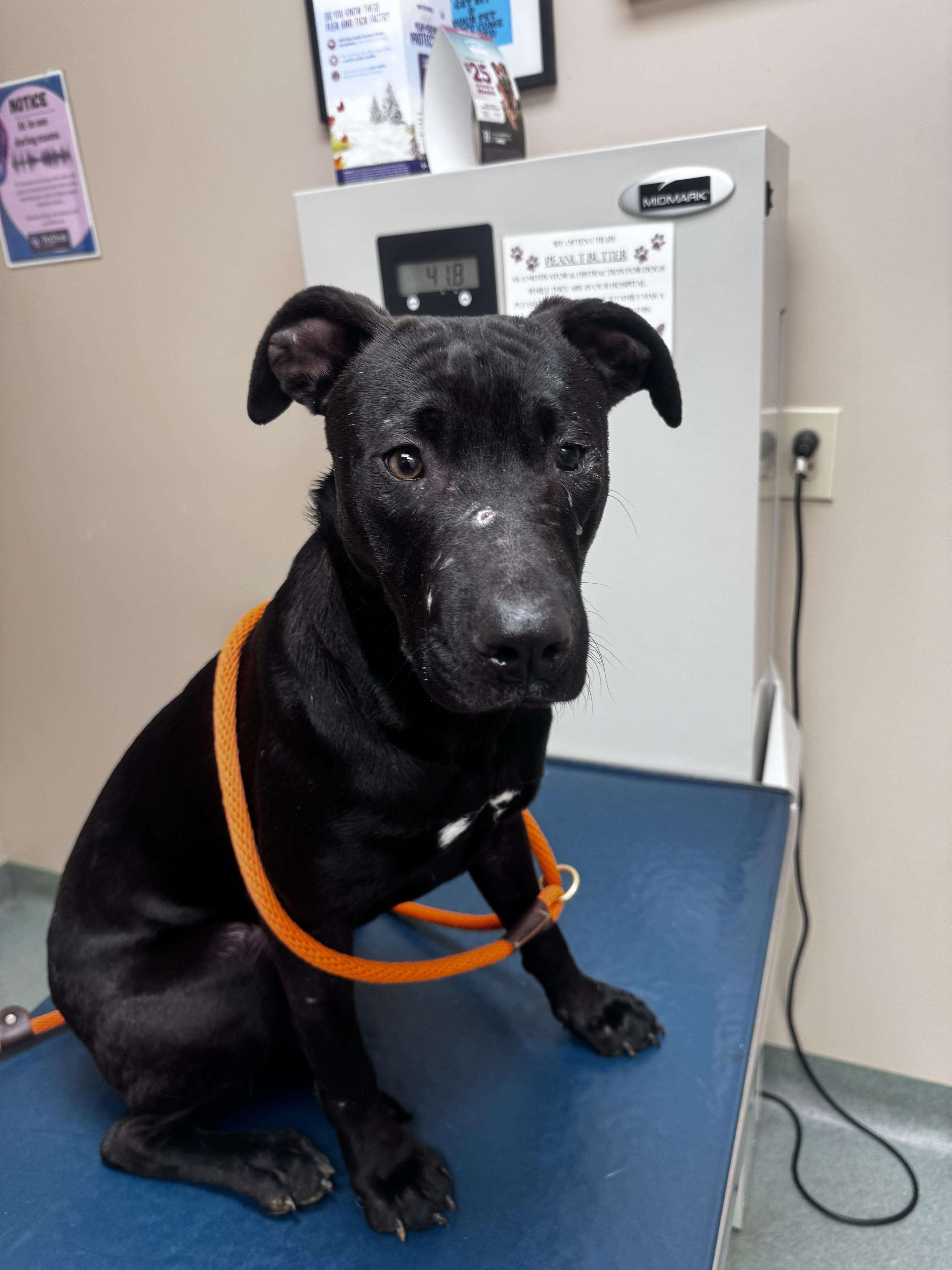 Enlarge Meeka, a ADOPTABLE Mixed Breed in Huntsville, AL image 3/3