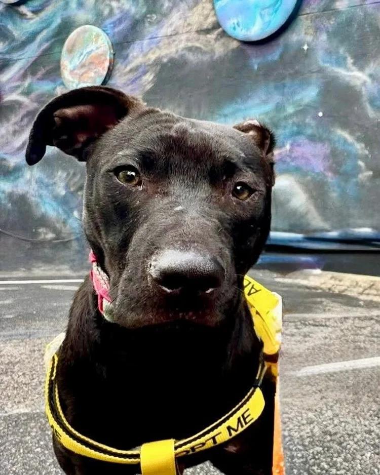 Meeka, a Adoptable mixed breed in Huntsville, AL image 4/6
