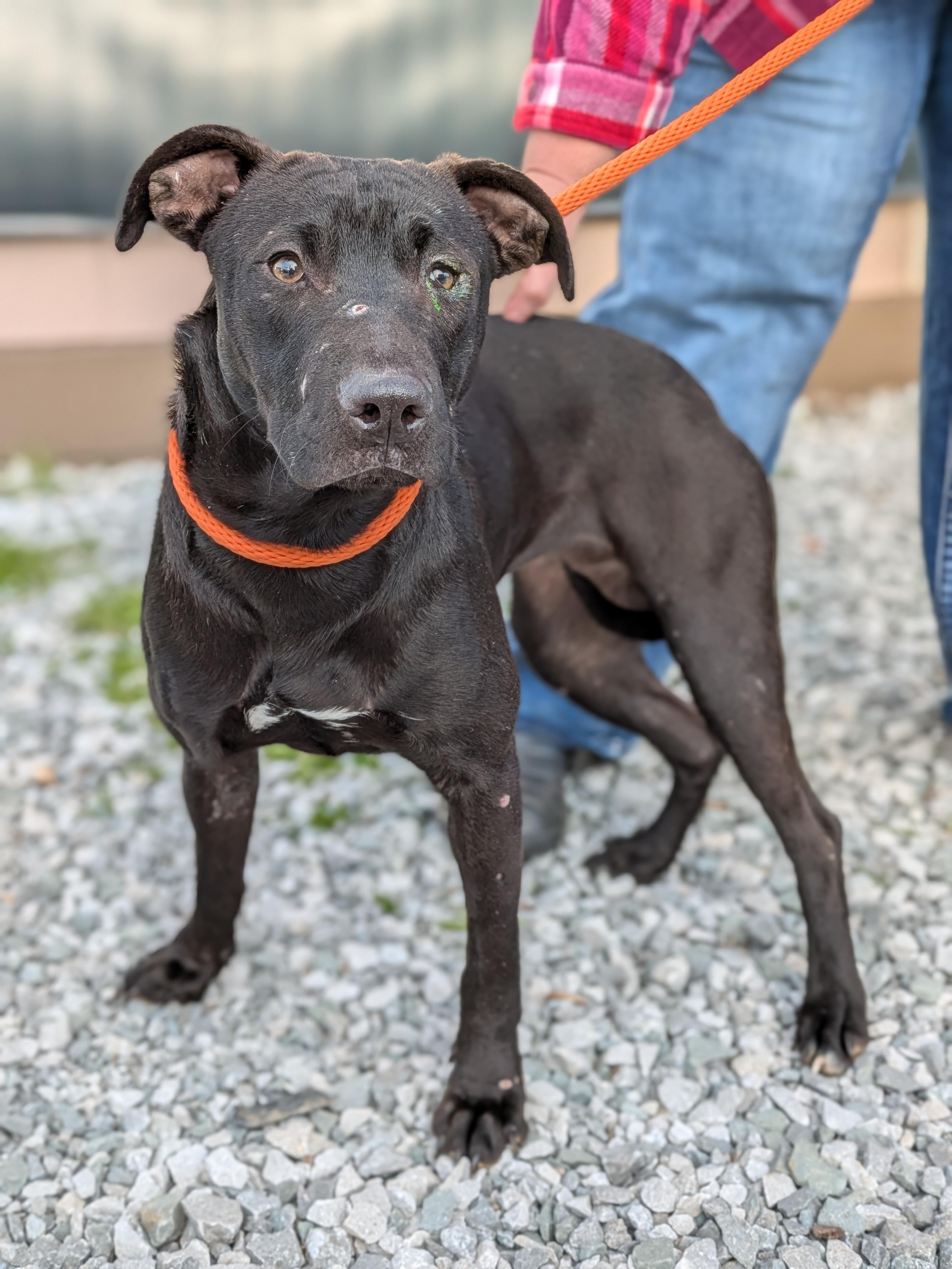 Enlarge Meeka, a ADOPTABLE Mixed Breed in Huntsville, AL image 2/3