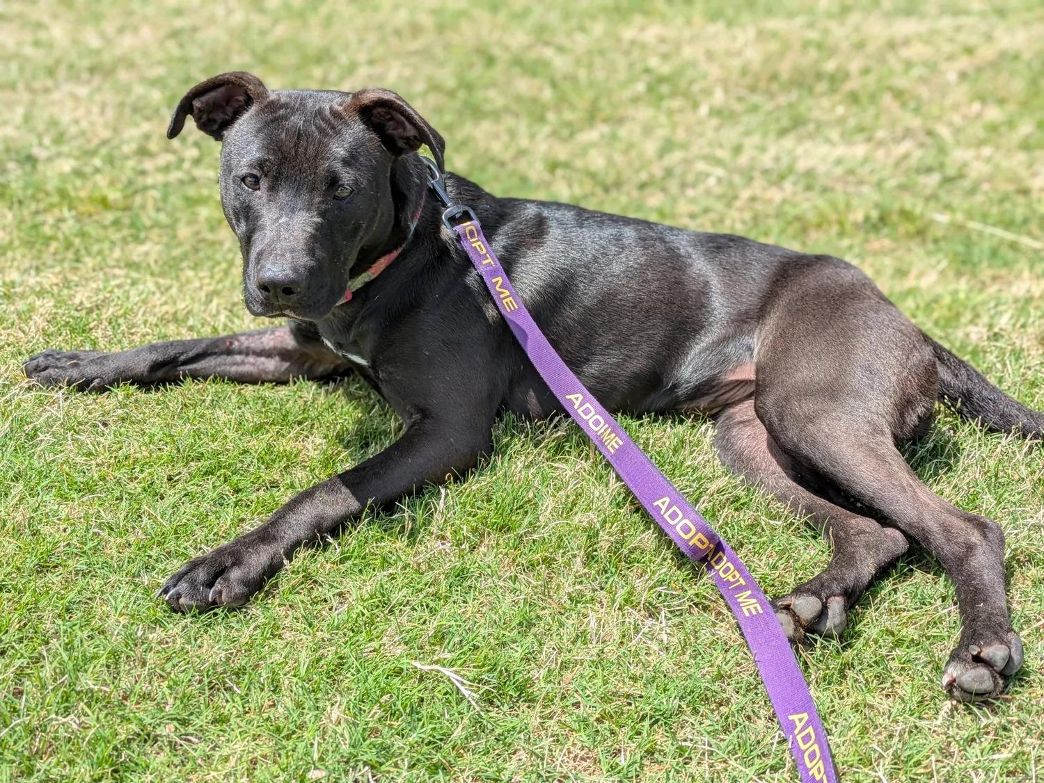 Meeka, a Adoptable mixed breed in Huntsville, AL image 5/6
