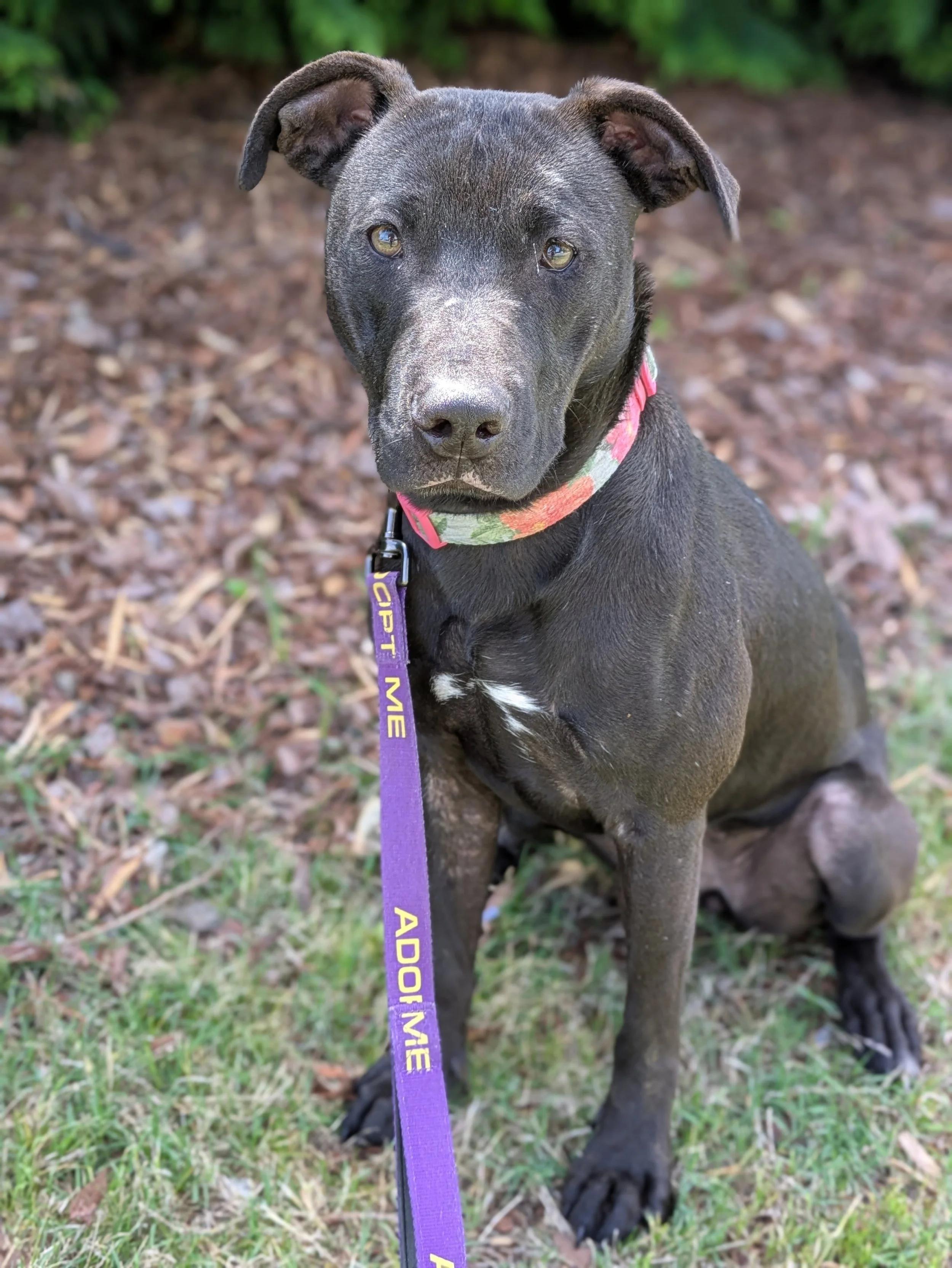 Meeka, a Adoptable mixed breed in Huntsville, AL image 1/6