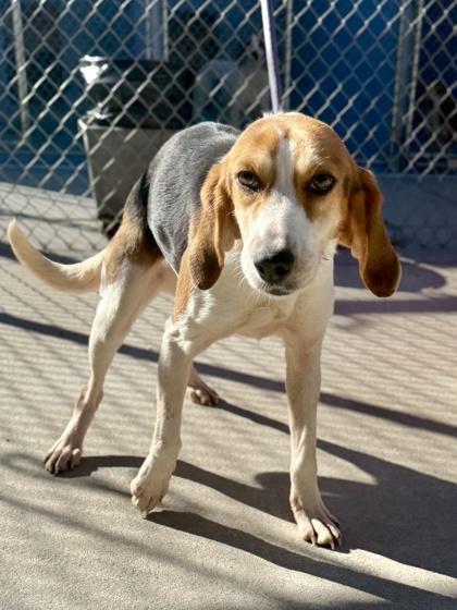 Tic Tac, a Adoptable mixed breed in King William, VA image 1/2