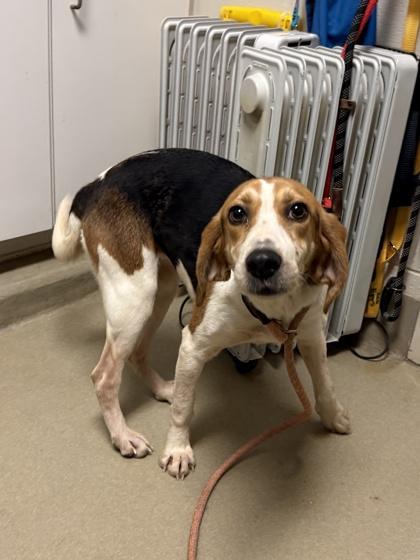 Tic Tac, a Adoptable mixed breed in King William, VA image 2/2