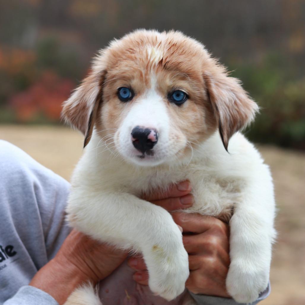 Enlarge CT Mint avail Oct 24 (Scarecrow Festival- Somers, CT), a Adoptable Australian Shepherd in Stormville, NY image 4/5