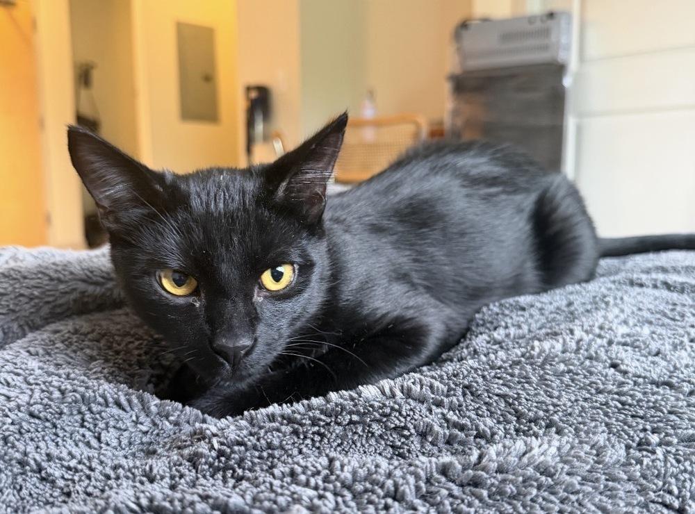 Tater, Adoptable, Young Male Domestic Short Hair & Domestic Short Hair.