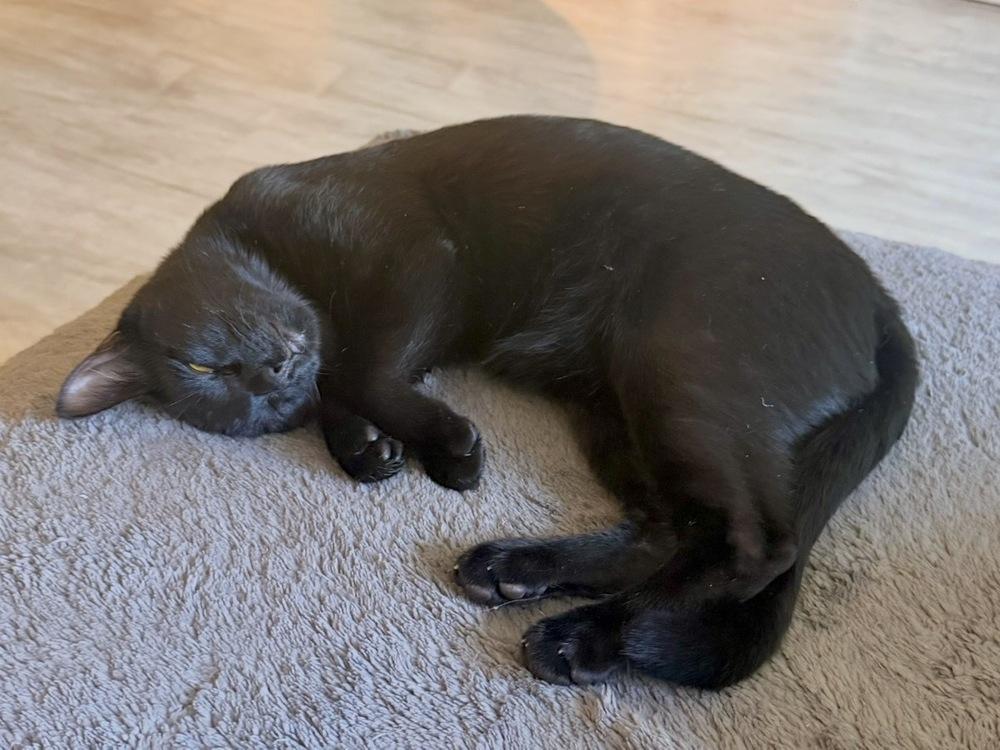 Tater, Adoptable, Young Male Domestic Short Hair & Domestic Short Hair.