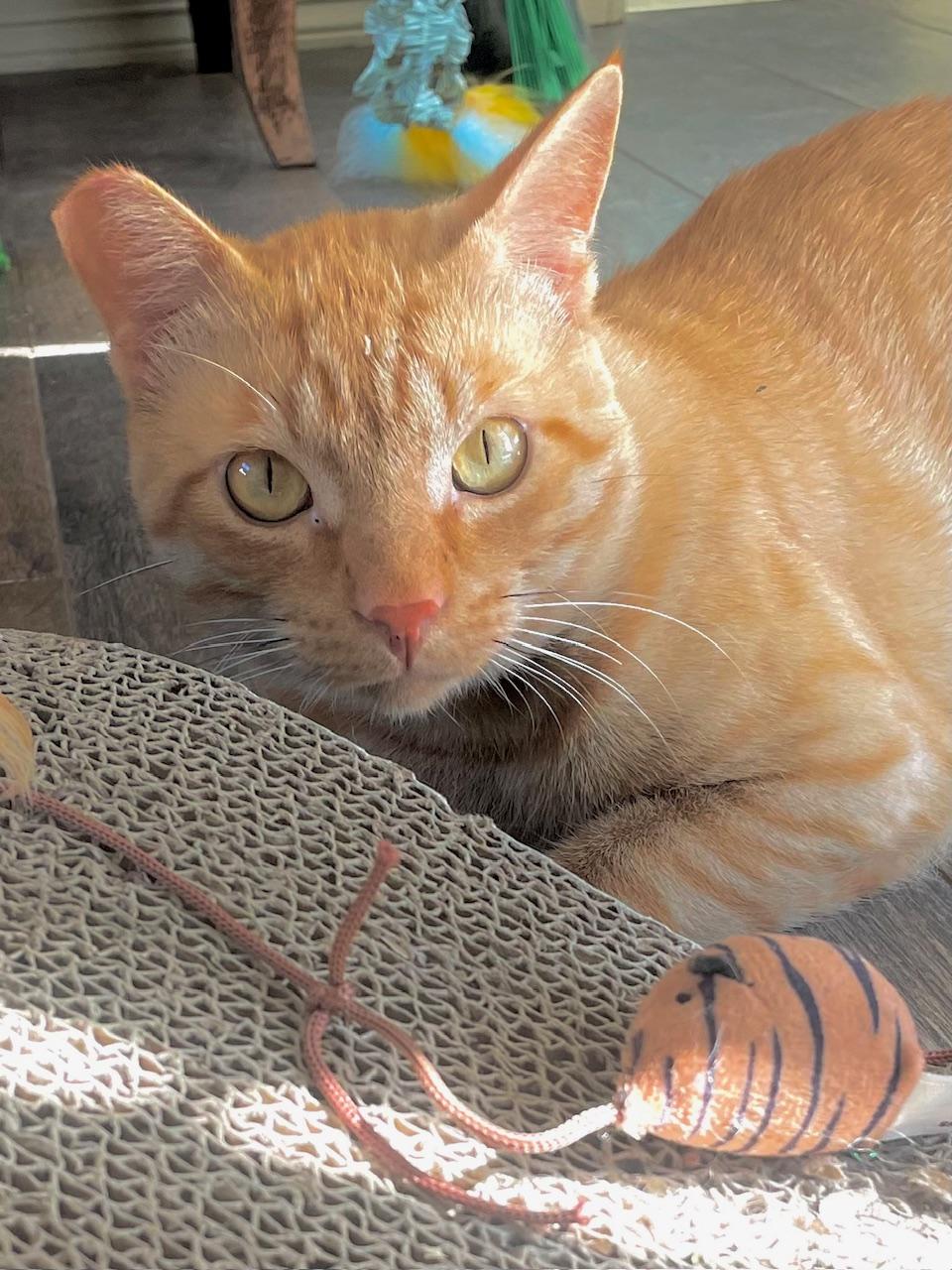 Orange - The Sweetest Boy You will ever meet!, a Adoptable Domestic Short Hair in Houston, TX image 1/4