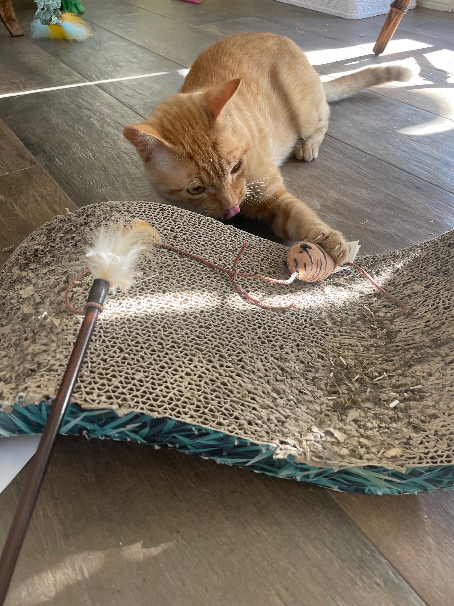 Orange - The Sweetest Boy You will ever meet!, a Adoptable Domestic Short Hair in Houston, TX image 2/4