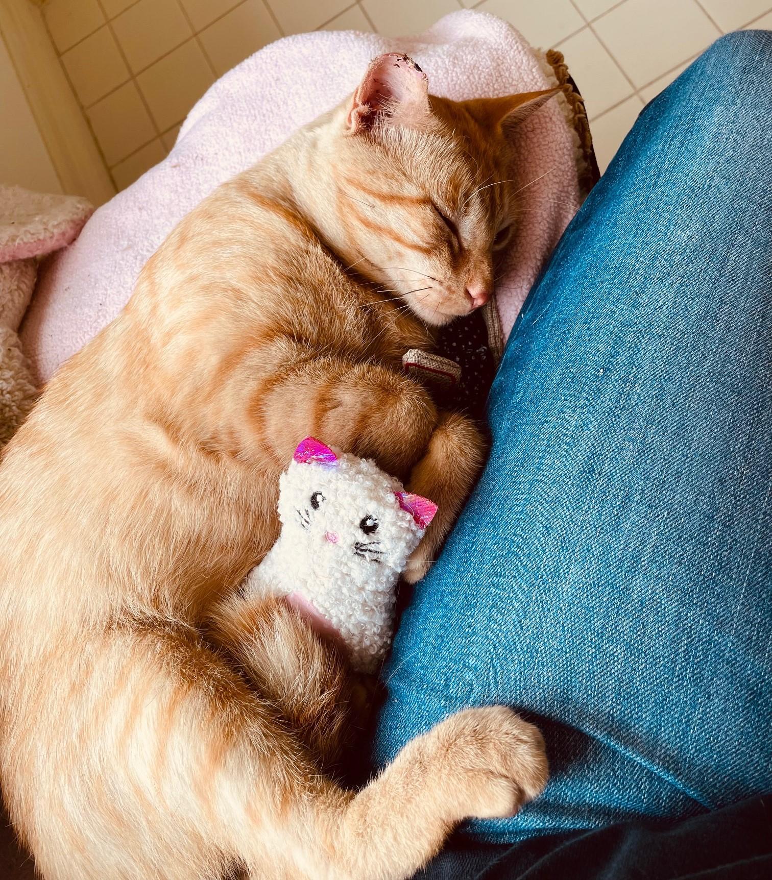 Orange - The Sweetest Boy You will ever meet!, a Adoptable Domestic Short Hair in Houston, TX image 3/4