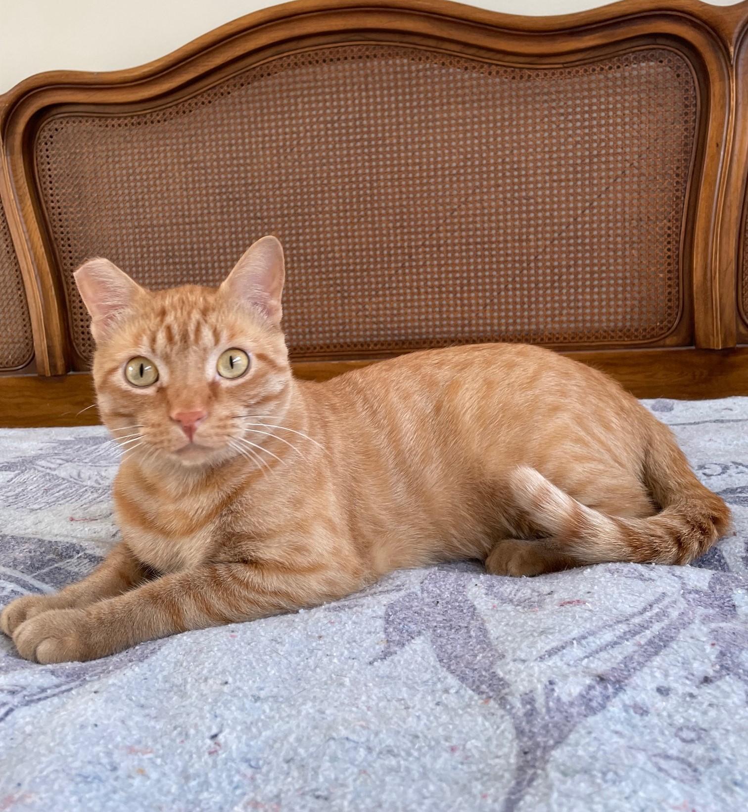 Orange - The Sweetest Boy You will ever meet!, a Adoptable Domestic Short Hair in Houston, TX image 4/4