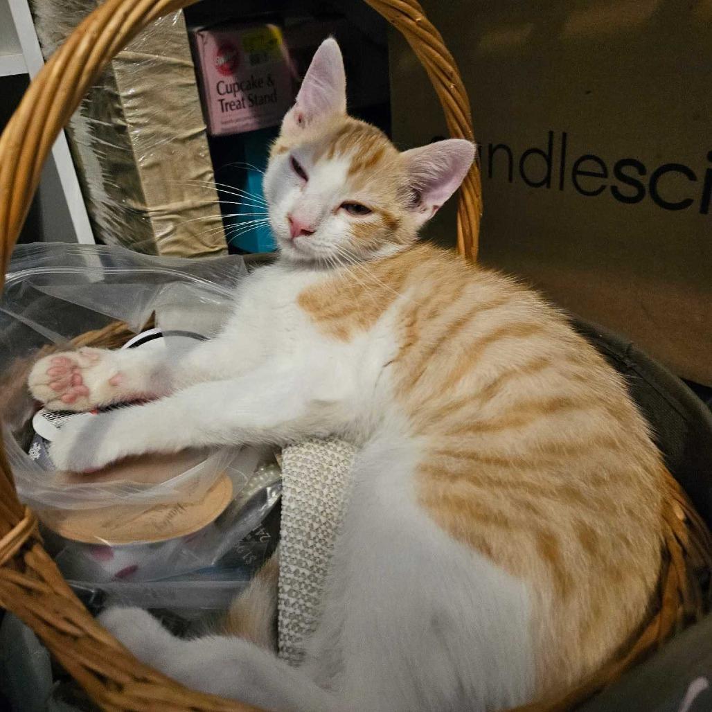 Enlarge Columbus, a Adoptable Domestic Short Hair in Hanna City, IL image 1/2