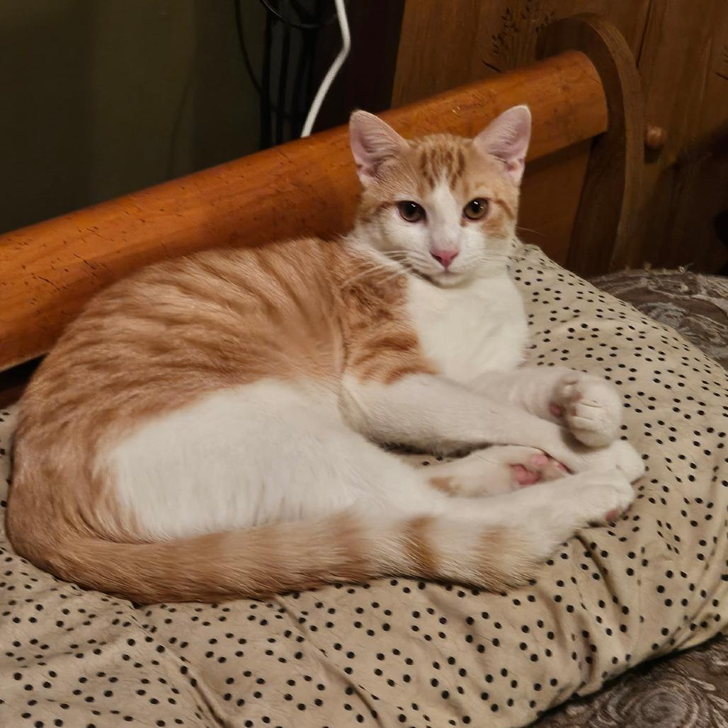 Enlarge Columbus, a Adoptable Domestic Short Hair in Hanna City, IL image 2/2