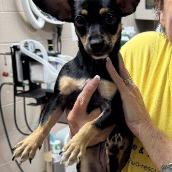 Elsie - Puppy, Adoptable, Puppy Female Chihuahua.