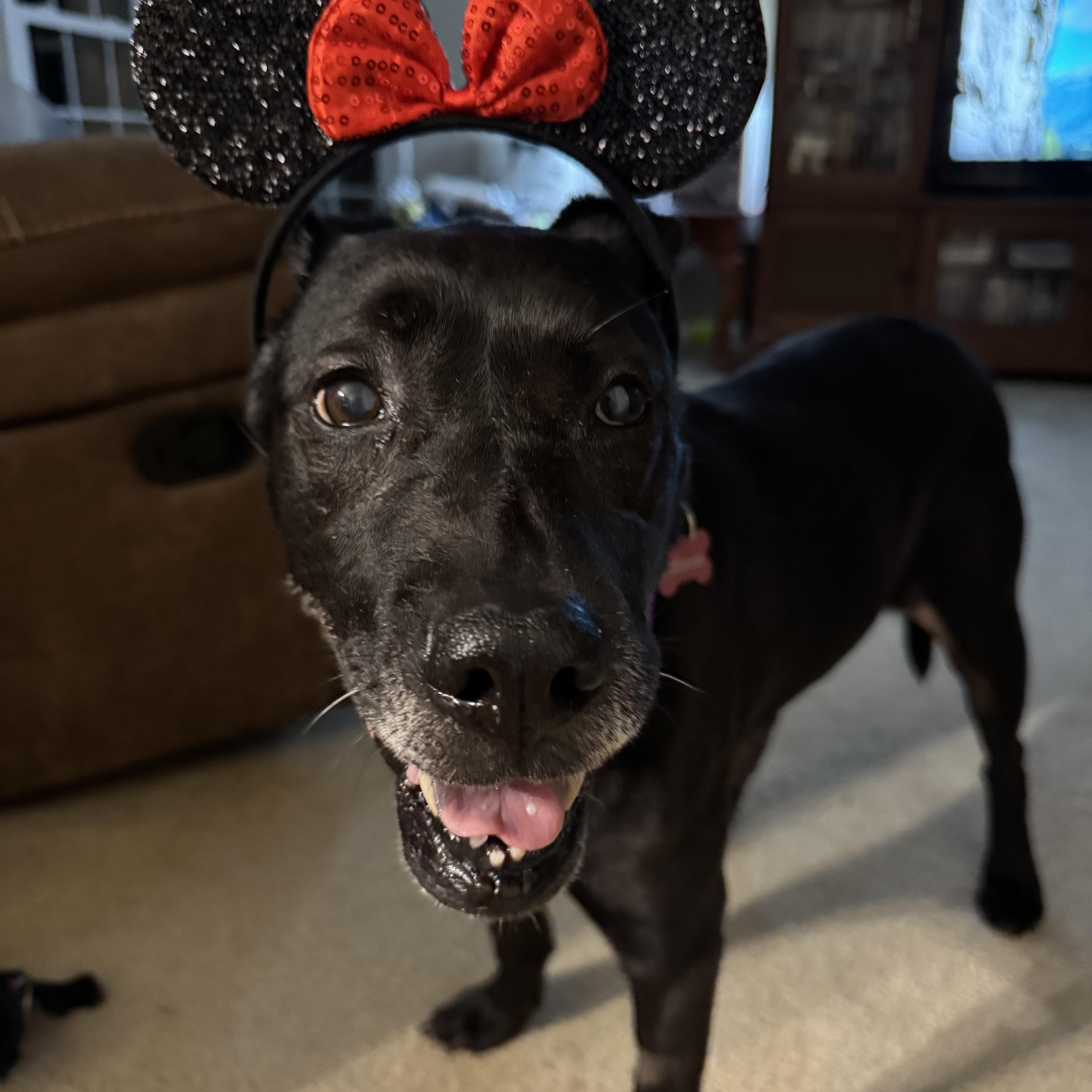 Minnie, Adopted, Adult Female Labrador Retriever.