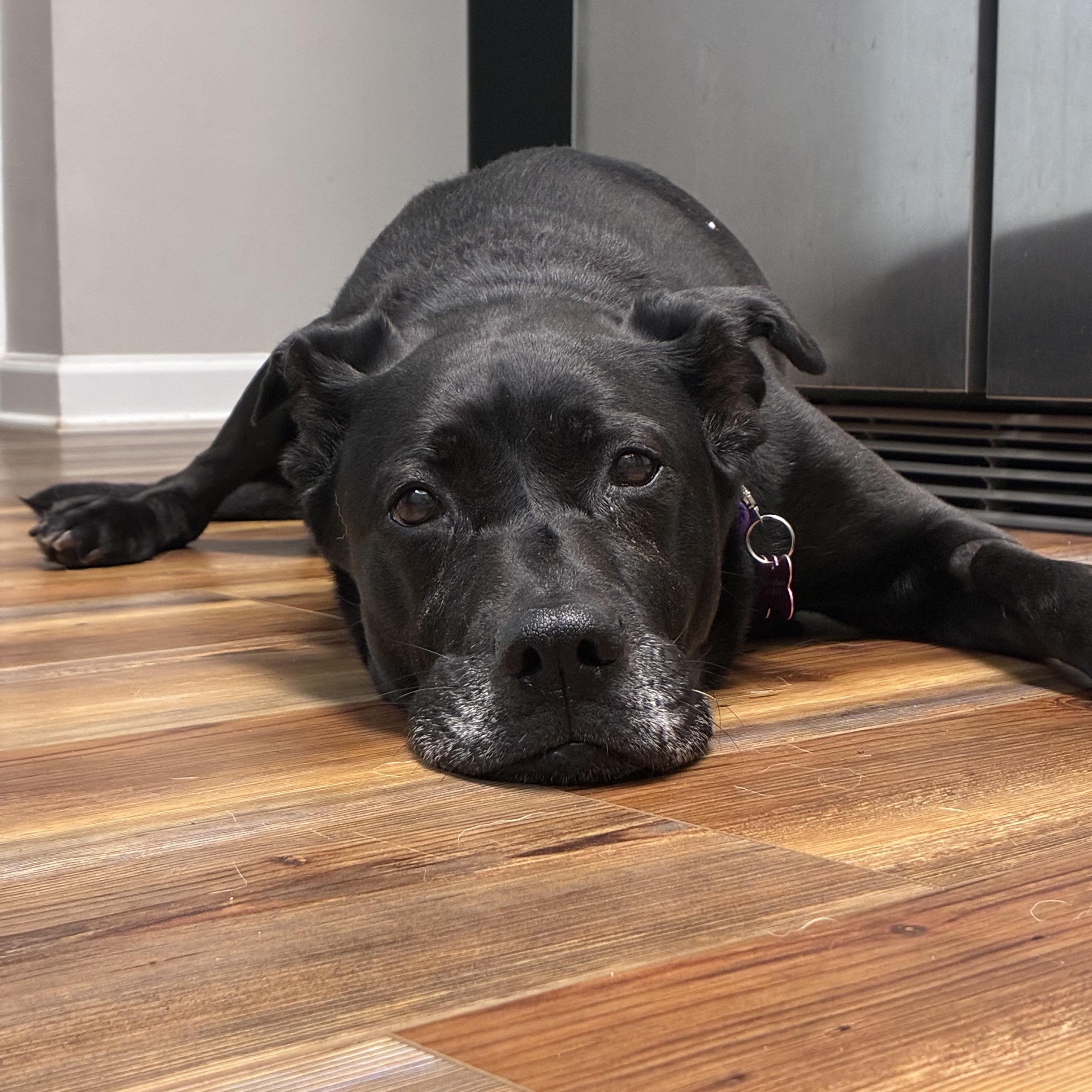 Minnie, a Adopted mixed breed in Charlotte, NC image 2/4