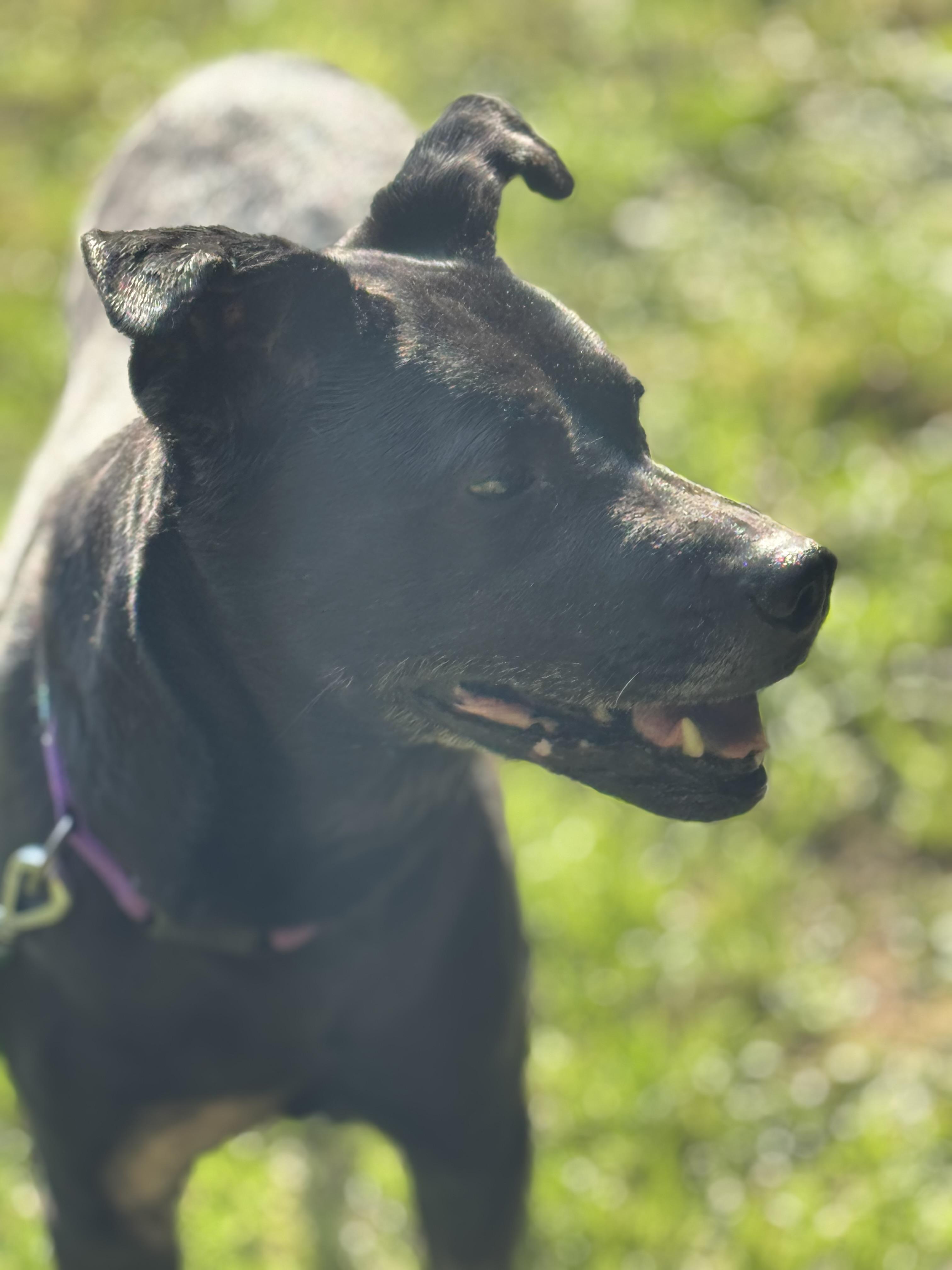 Minnie, a Adopted mixed breed in Charlotte, NC image 3/4