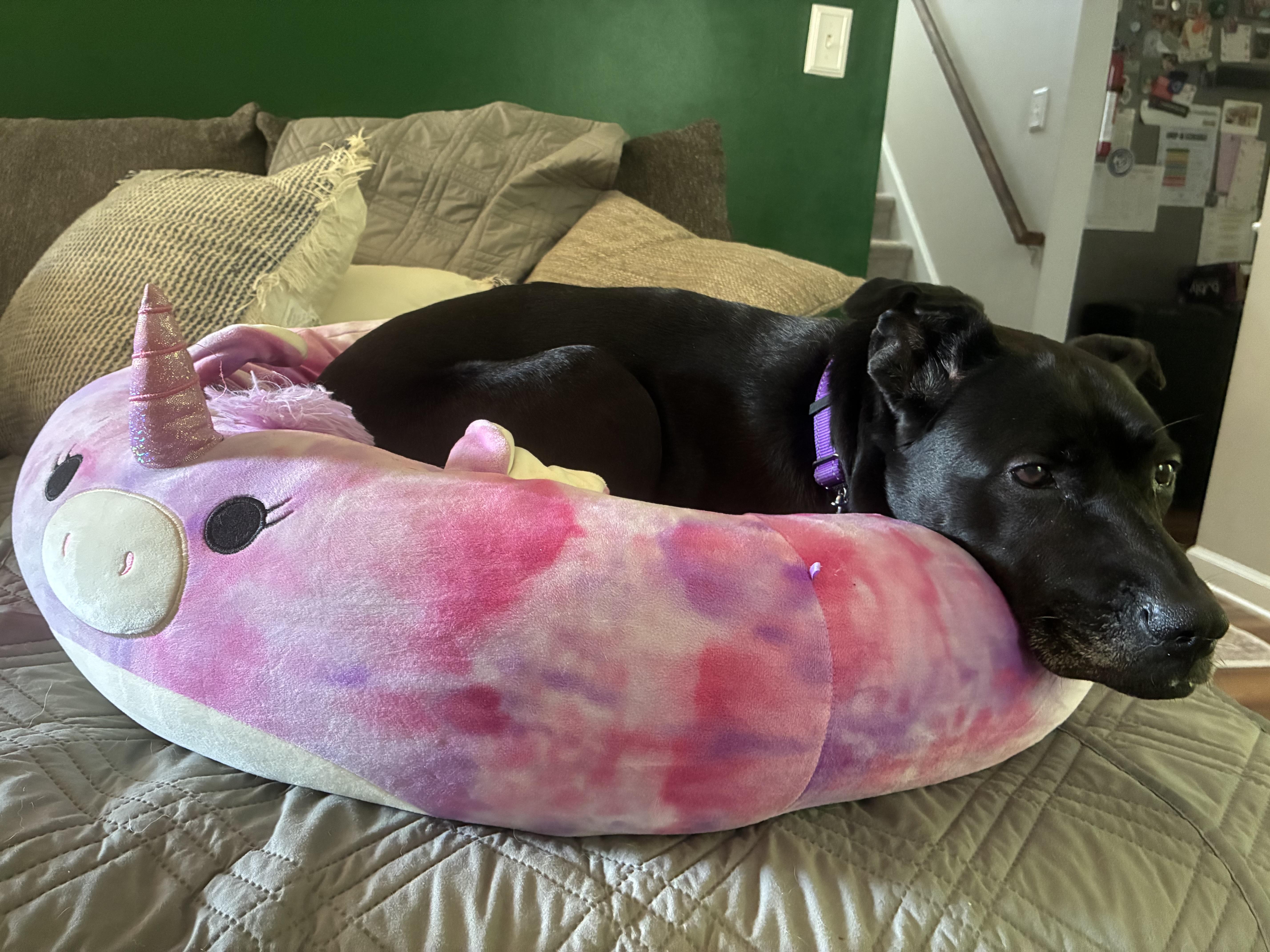 Minnie, a Adopted mixed breed in Charlotte, NC image 4/4