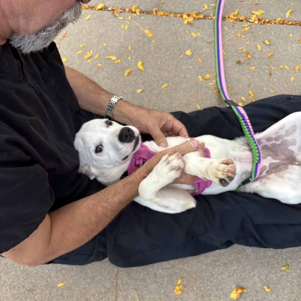 Enlarge Tinkerbell, a Adoptable mixed breed in Fort Collins, CO image 1/6