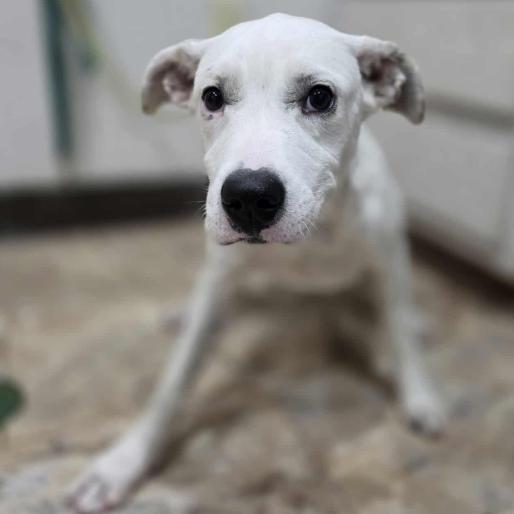 Enlarge Tinkerbell, a Adoptable mixed breed in Fort Collins, CO image 2/6