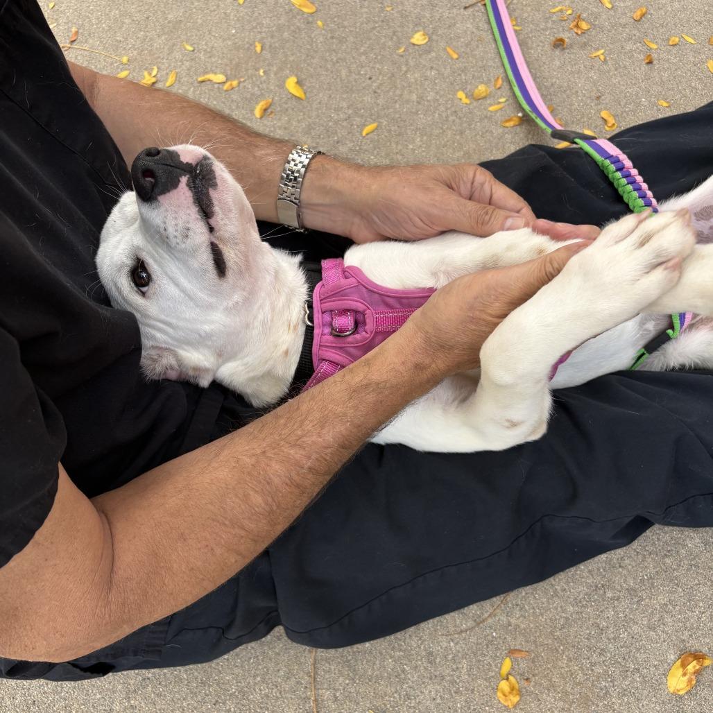 Enlarge Tinkerbell, a Adoptable mixed breed in Fort Collins, CO image 3/6