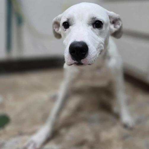 Enlarge Tinkerbell, a Adoptable mixed breed in Fort Collins, CO image 4/6