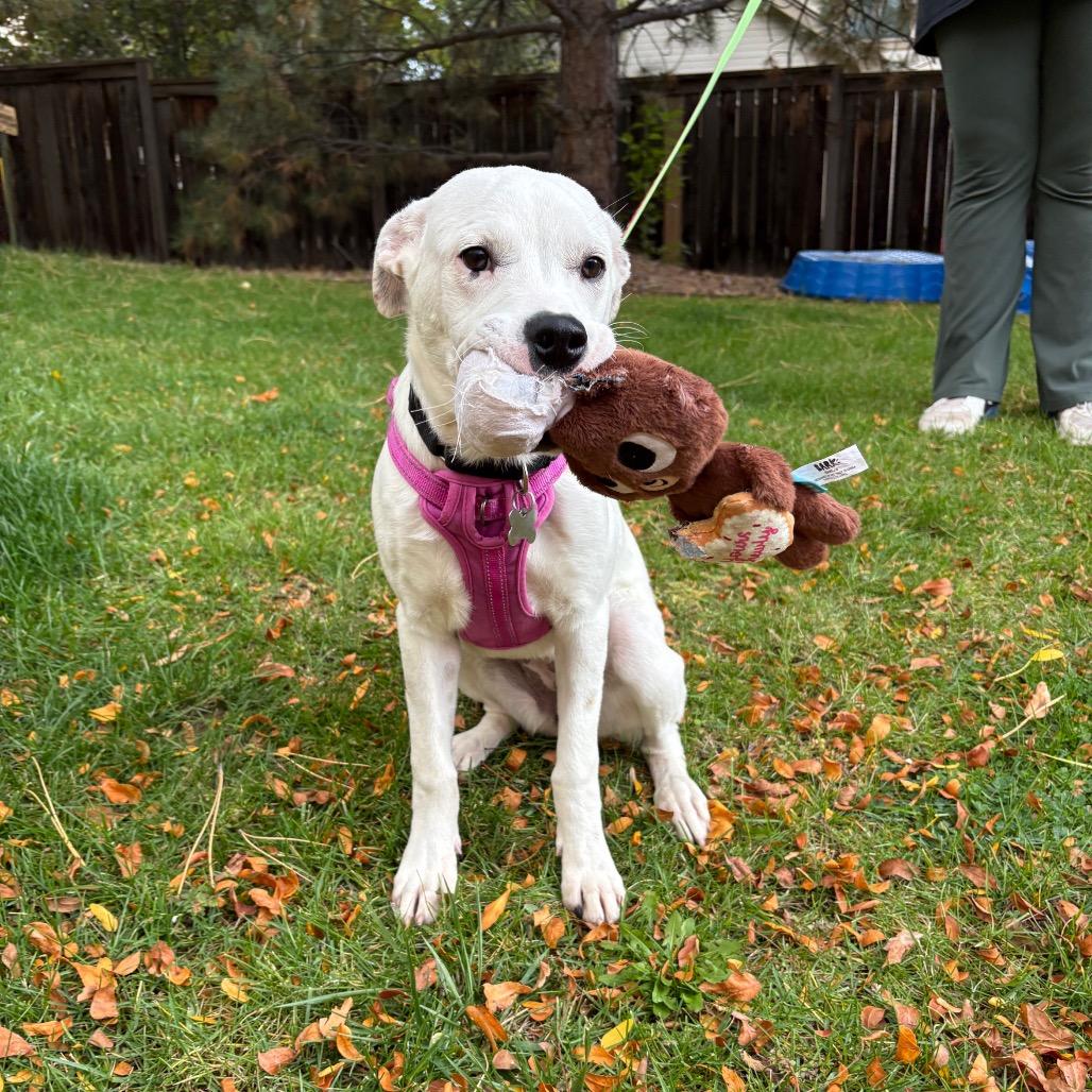 Enlarge Tinkerbell, a Adoptable mixed breed in Fort Collins, CO image 5/6