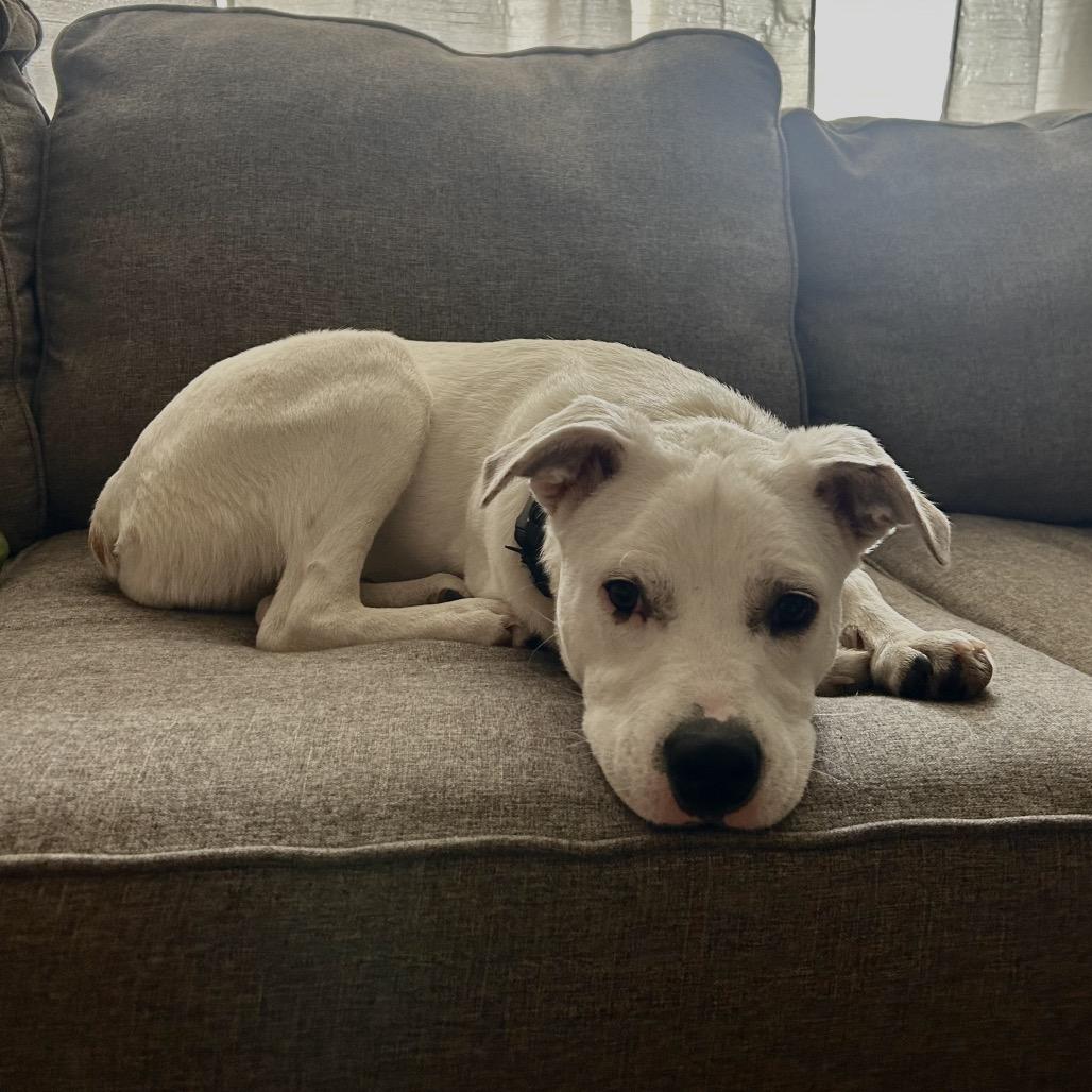 Enlarge Tinkerbell, a Adoptable mixed breed in Fort Collins, CO image 5/6