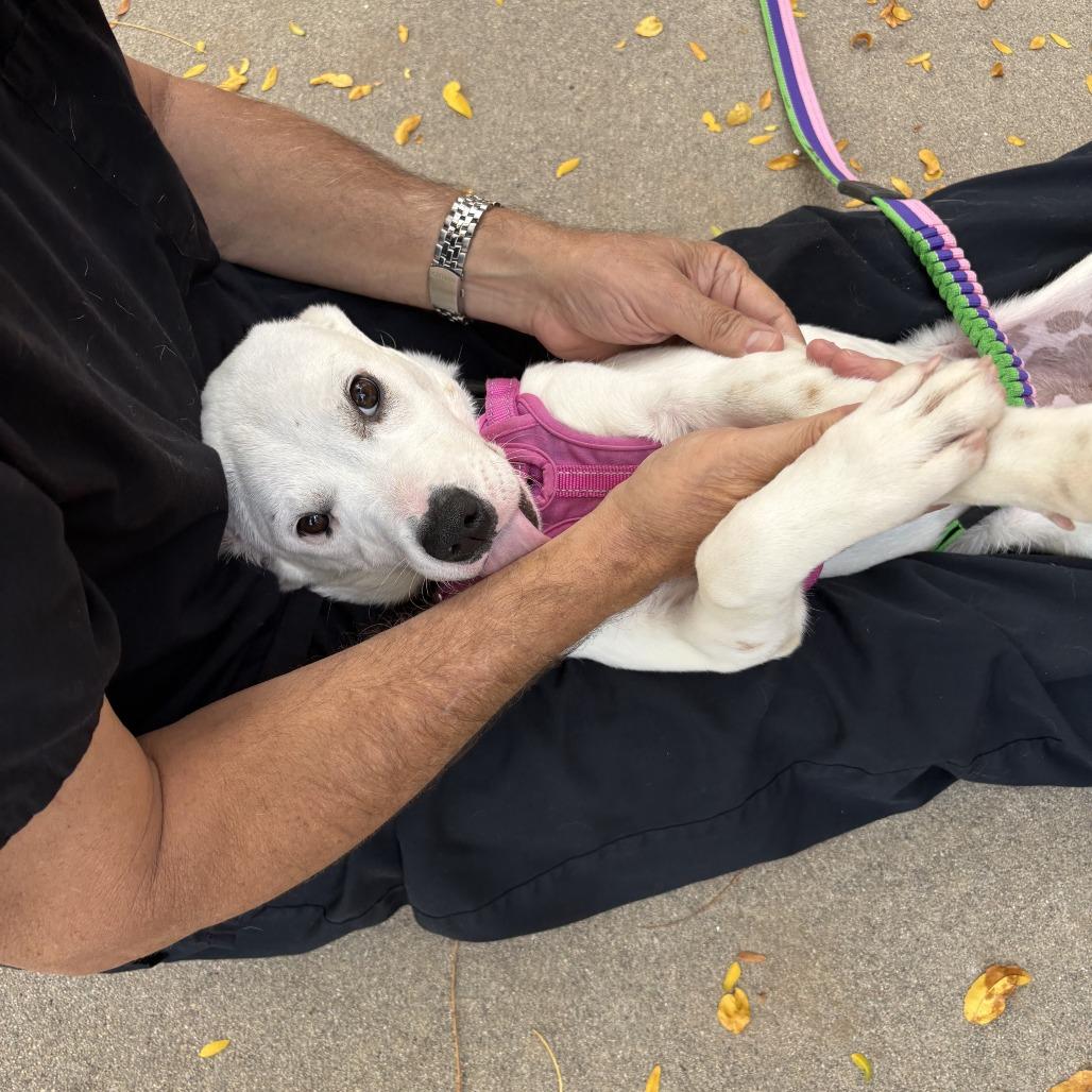 Enlarge Tinkerbell, a Adoptable mixed breed in Fort Collins, CO image 6/6