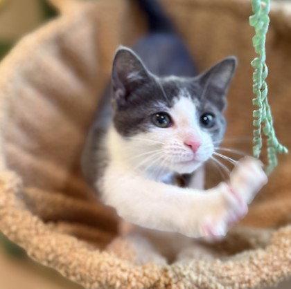 Enlarge Apple, a Adopted Domestic Short Hair in Midland, VA image 1/1