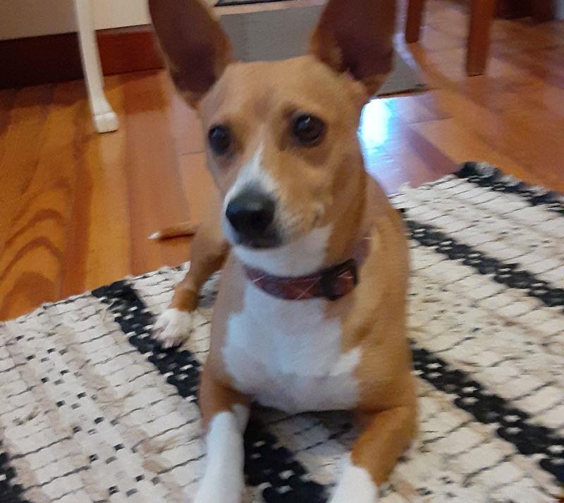 Enlarge Sandy, a Adopted mixed breed in Alexandria, KY image 1/3