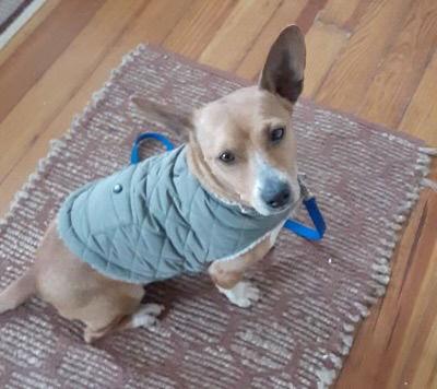 Enlarge Sandy, a Adopted mixed breed in Alexandria, KY image 2/3