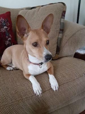 Enlarge Sandy, a Adopted mixed breed in Alexandria, KY image 3/3