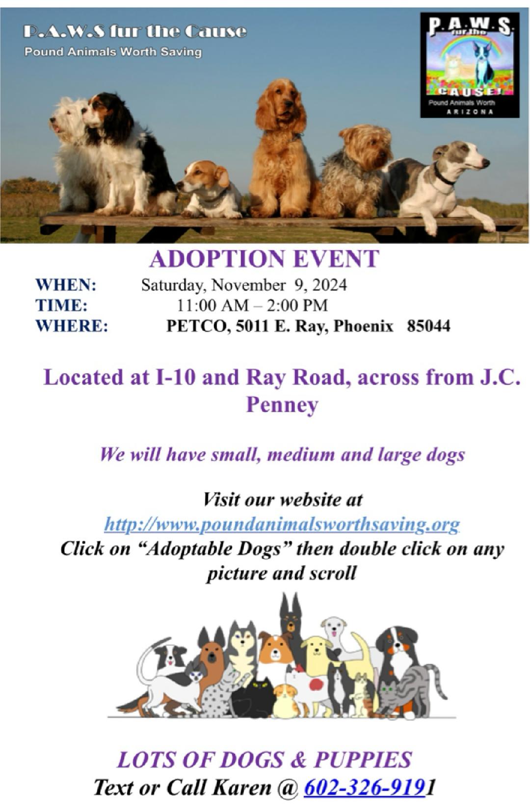 Dog for adoption JEFF 5 YEAR CHIHUAHUA MALE PETCO, 5011 E. RAY