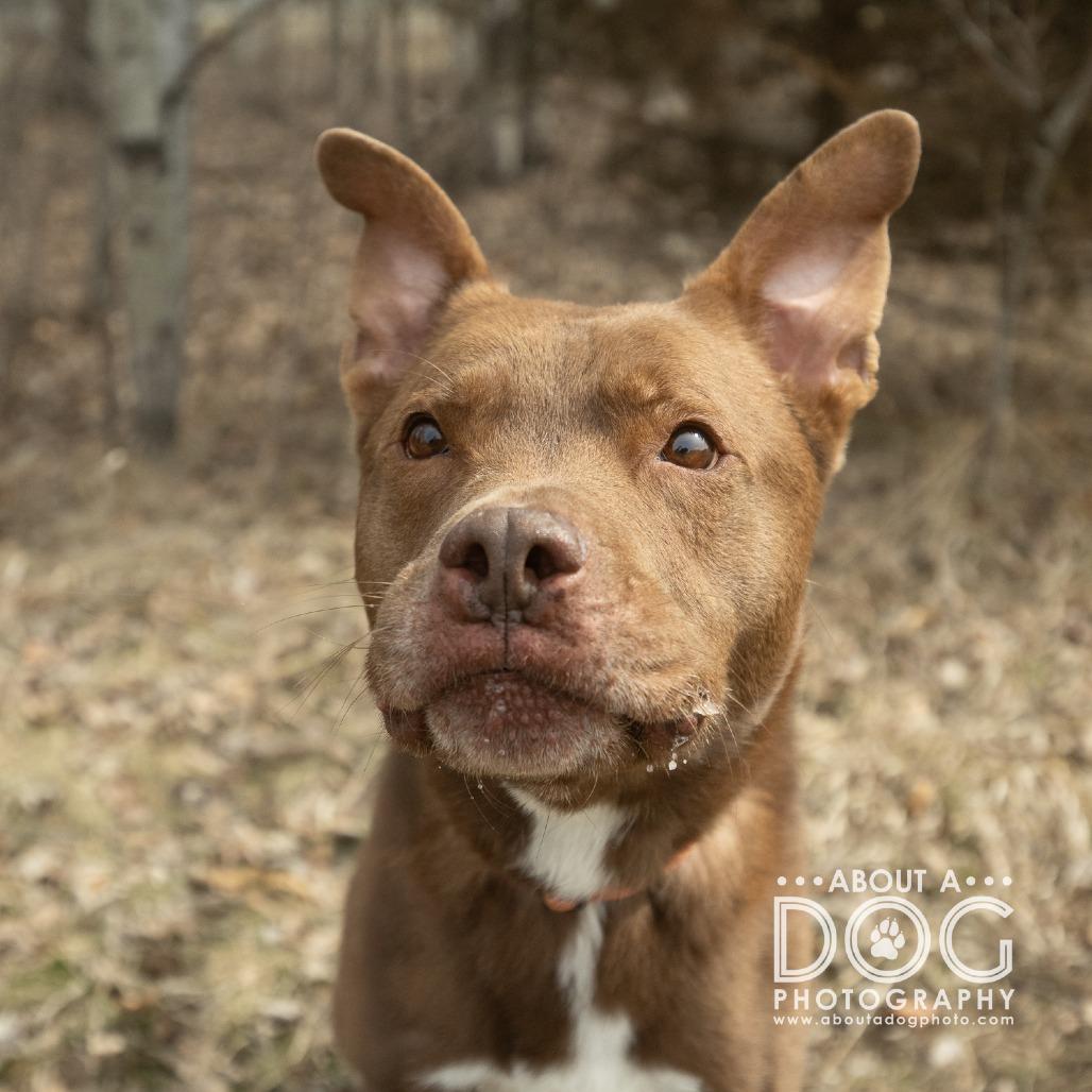 Enlarge Franklin, a Adoptable Mixed Breed in Saint Cloud, MN image 1/6